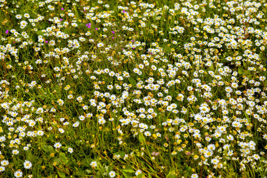 Spring meadow with daisy flower carpet in green grass