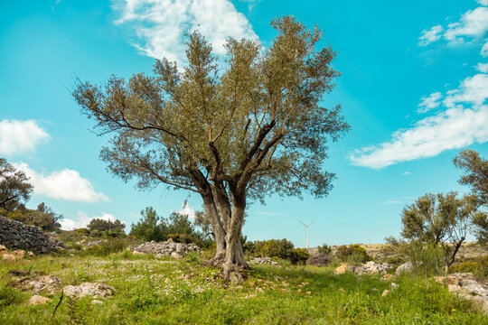 Spring olive tree in meadow with wildflowers under blue sky