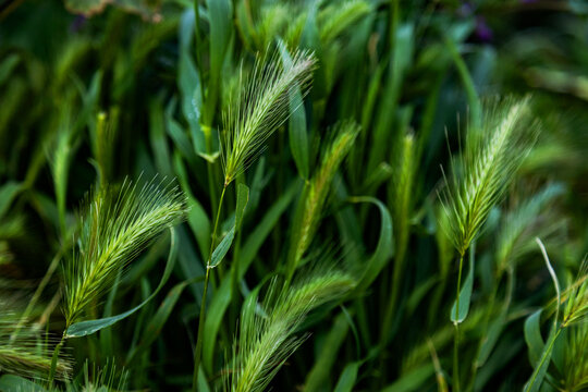 Spring green grass with wildflower meadow background