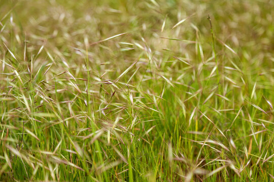 Spring meadow grass with soft bokeh and natural texture