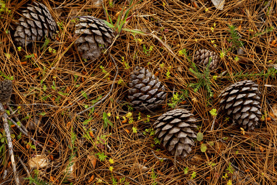 Pine cones on forest floor with spring grass and flower