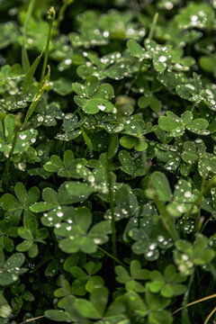 Dew drops on spring clover and grass in morning light