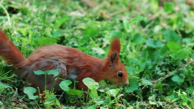 Fast moving red squirrel running across grass and soil covered with leaves and small plants