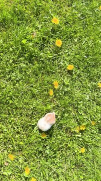 Golden Hamster walking on the grass field. Beautiful beige hamster on the lawn