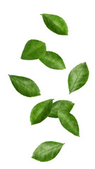 Fototapeta premium Falling Citrus leaf, lemon, orange, grapefruit, lime, isolated, full depth of field