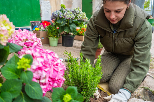 Woman planting herbs and flowers in spring garden at home