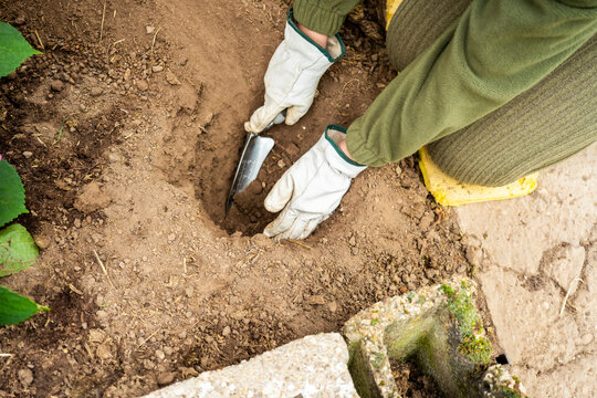 Gardener using hand trowel to plant in spring garden bed