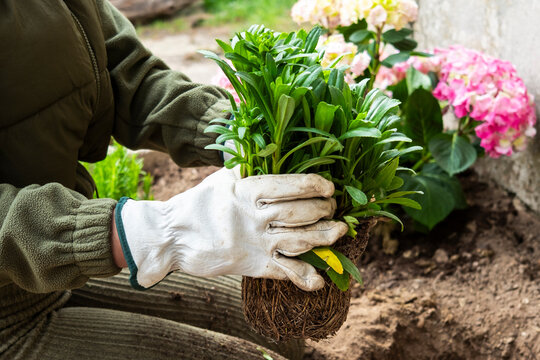 Woman planting spring flowers in garden with gloves