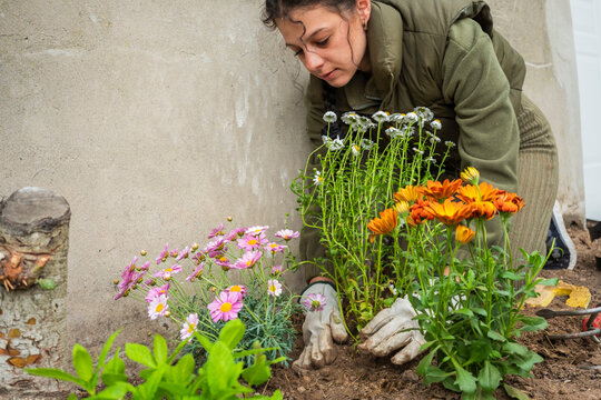 Woman planting colorful spring flowers in home garden