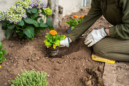 Woman planting spring flowers in garden soil with gloves