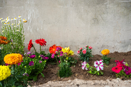 Spring garden flower bed with colorful blooms by wall