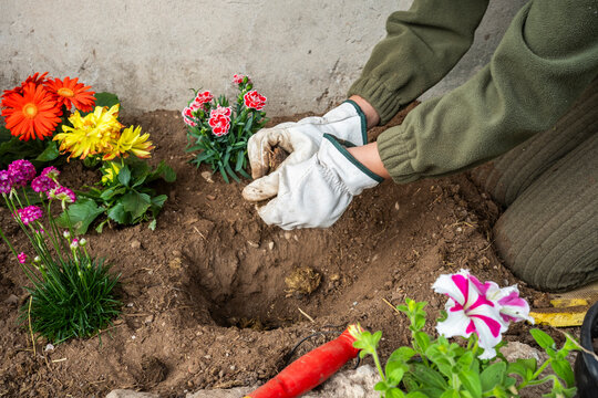 Woman planting spring flowers in garden soil with gloves