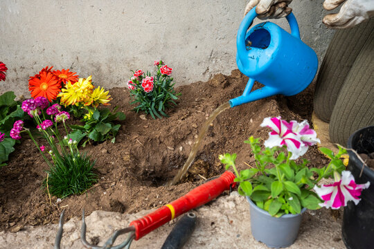 Woman watering spring garden bed with flowers and tools