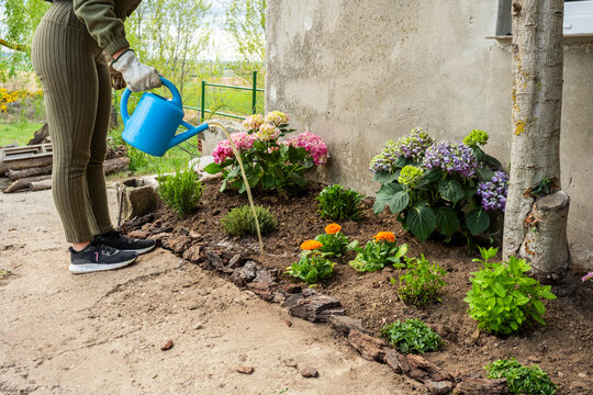 Woman watering spring garden flowers by house wall outdoors