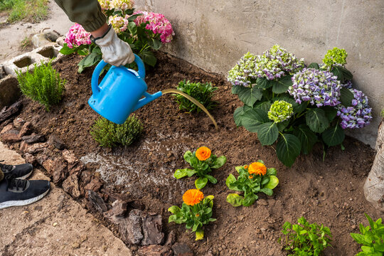 Woman watering spring flowers in garden flower bed