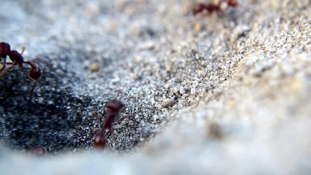 Harvester Ants Moving In and Out of Nest Entrance Macro