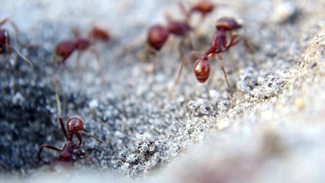 Macro View of Harvester Ants at Nest Opening
