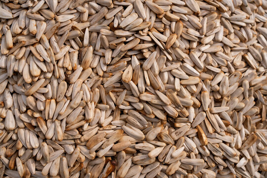 Closeup texture of sunflower seeds as natural food background