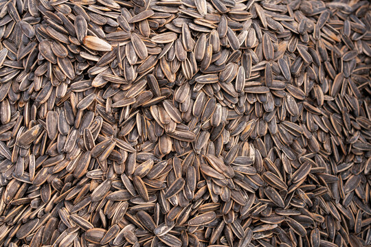 Close-up texture of raw sunflower seed for healthy snack