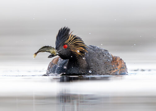 Eared Grebe (Podiceps nigricollis) with fish in breeding plumage, Colorado 