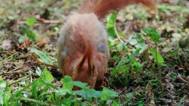 Fast moving red squirrel running across grass and soil covered with leaves and small plants