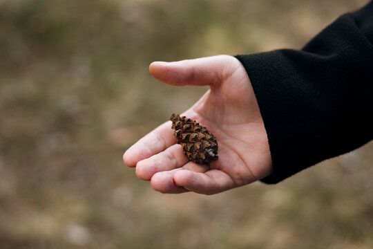 Man holding pine cone in hand during quiet forest walk