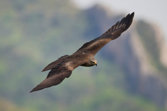 Red kite gliding over the Pyrenees mountain landscape
