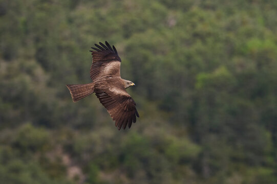 Red kite soaring over forested slopes in the Pyrenees