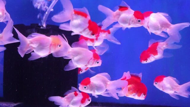 School of Red and White Oranda Goldfish Swimming in an Aquarium 