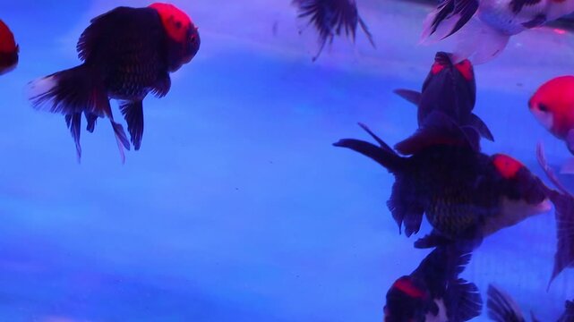 School of Black with Red Cap Oranda Goldfish Swimming in Blue-Lit Aquarium