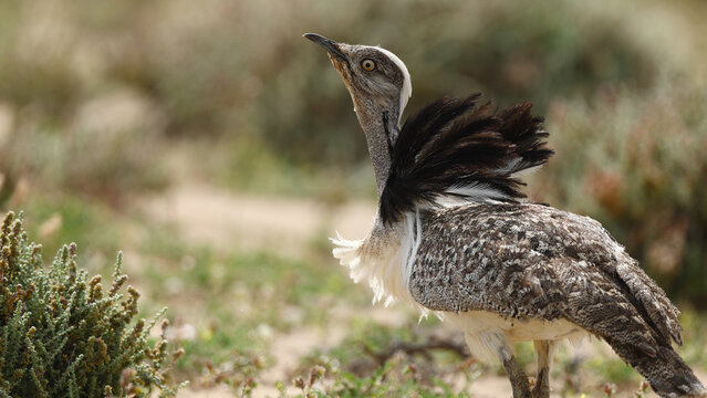 Houbara bustard on Fuerteventura in arid island habitat