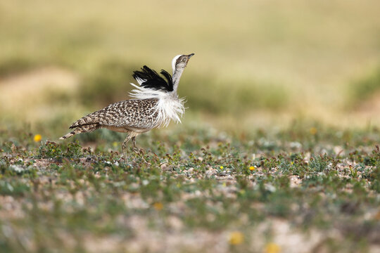 Houbara bustard in Fuerteventura habitat, endangered wildlife