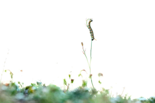 Barbary Spurge Hawk-moth caterpillar in Fuerteventura