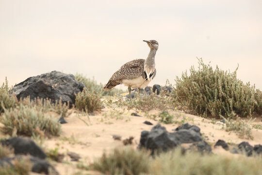 Houbara bustard in arid Fuerteventura habitat, endangered