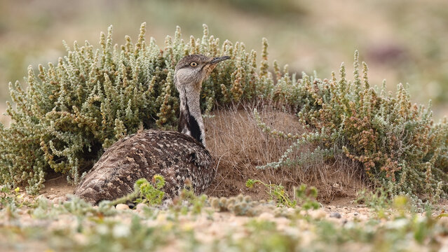 Houbara bustard resting in shrubland on Fuerteventura