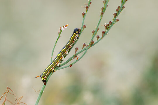 Barbary spurge hawk-moth caterpillar in Fuerteventura