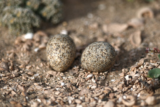 Speckled bird eggs in shallow nest on rocky ground