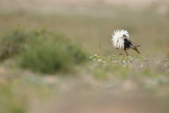 Endangered houbara bustard in Fuerteventura grassland