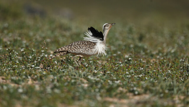 Houbara bustard on Fuerteventura grassland habitat