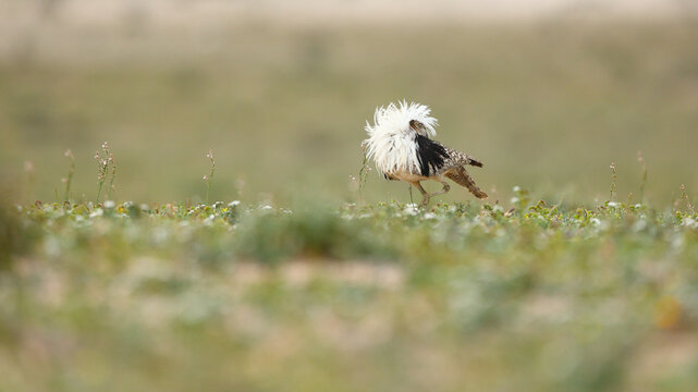 Endangered houbara bustard in Fuerteventura grassland