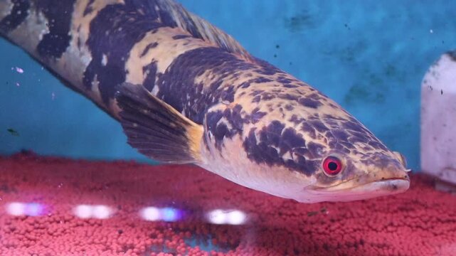 Close Up of Emperor Snakehead Fish Swimming in an Aquarium