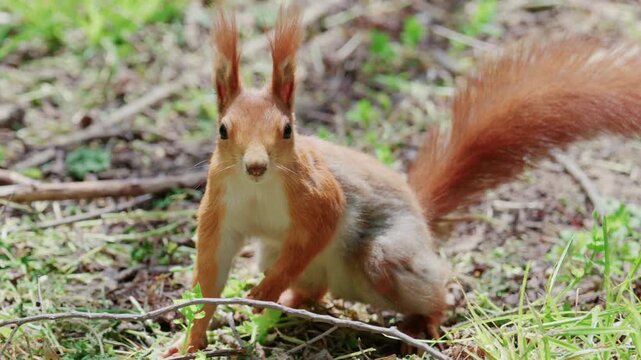 Fast moving red squirrel running across grass and soil covered with leaves and small plants