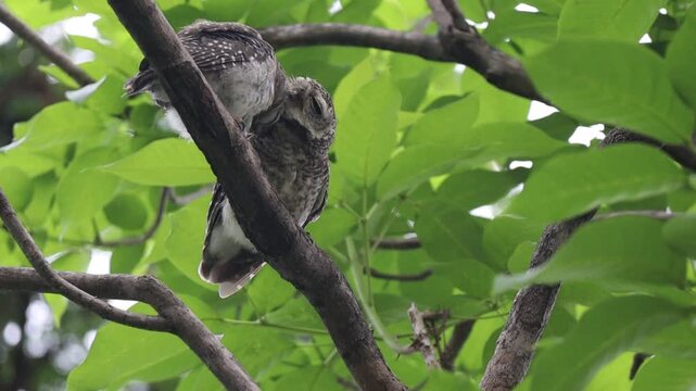 Two Spotted Owlets Perched and Cuddle Together on a Tree Branch