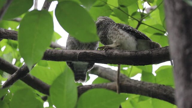 Two Spotted Owlets Perched Together on a Tree Branch