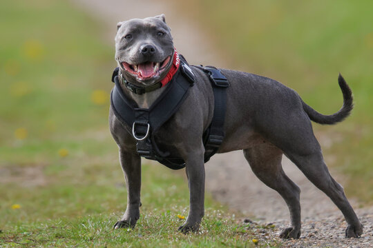 Staffordshire Bull Terrier Portrait - IMG_0265