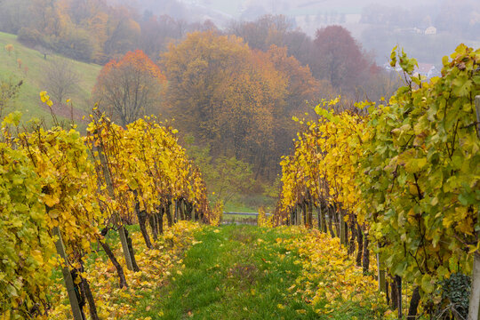 Autumn vineyard rows in Styria, Kapfenstein, Austria