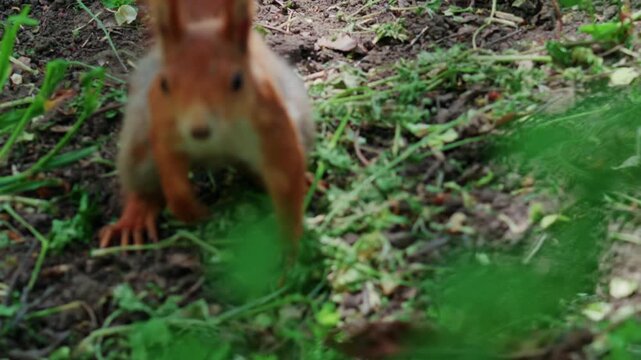 Fast moving red squirrel running across grass and soil covered with leaves and small plants