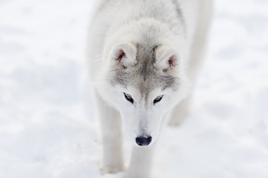 White husky walking on snow outdoors, close-up view