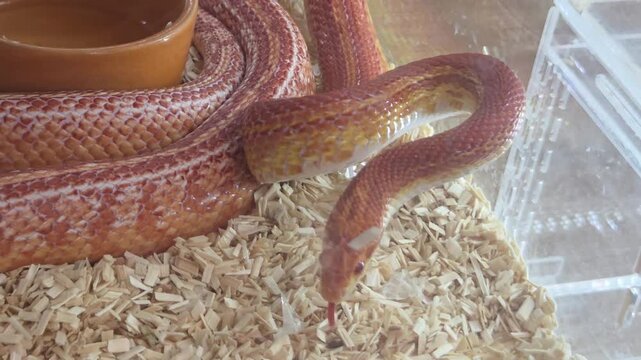 Corn Snake Flicking Tongue in Terrarium