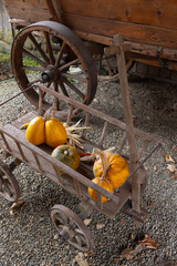Autumn harvest displaying pumpkins and dried corn on wooden cart © Richard Semik
